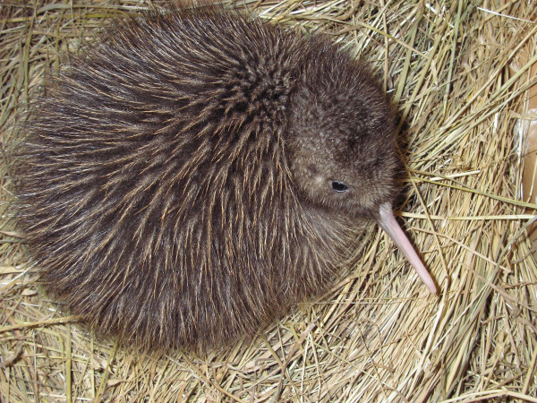 Rowi kiwi chick - Department of Conservation