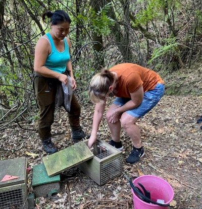 Volunteers checking traps