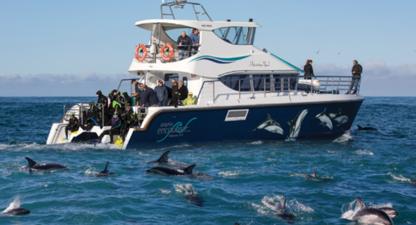 Dolphins swim around boat