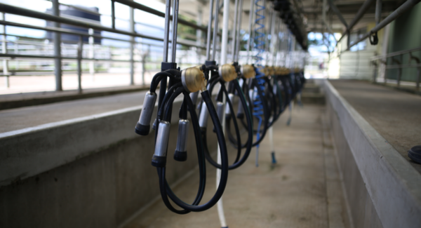 Dairy shed 