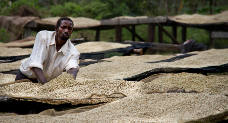 Man working with coffee beans