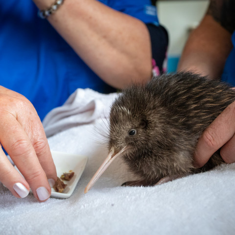 Kiwi  Burrow Opening 
