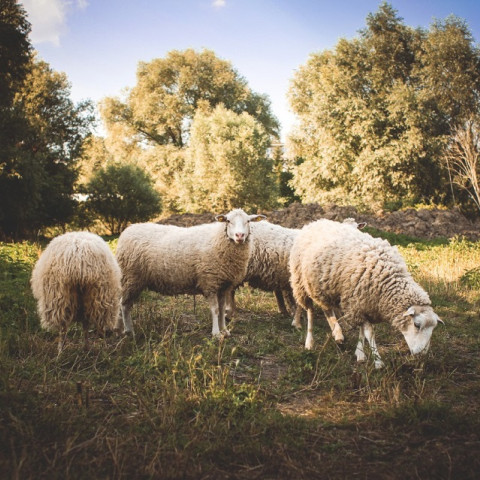 Sheep1