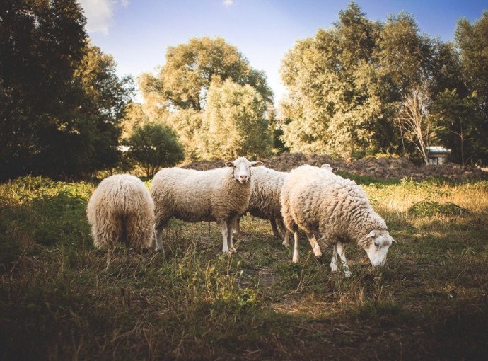Sheep1