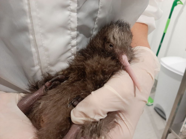 First kiwi hatched at the Kiwi Burrow