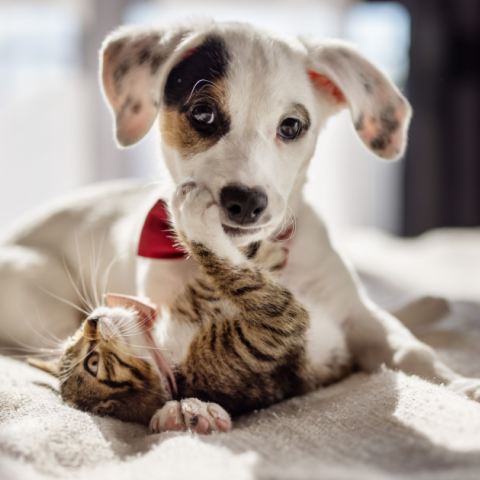 Gallagher New Zealand Pet Insurance Southern Cross NZ 3