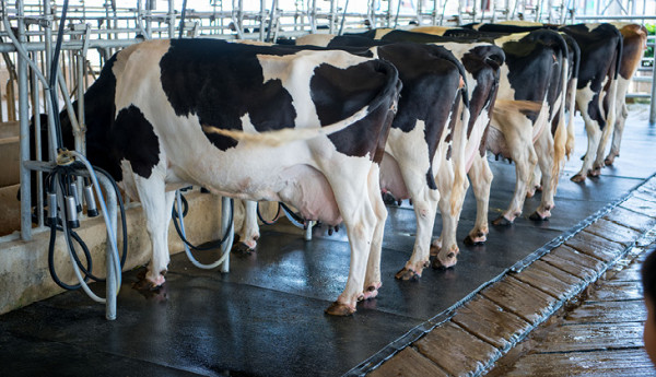 Cows in milking shed