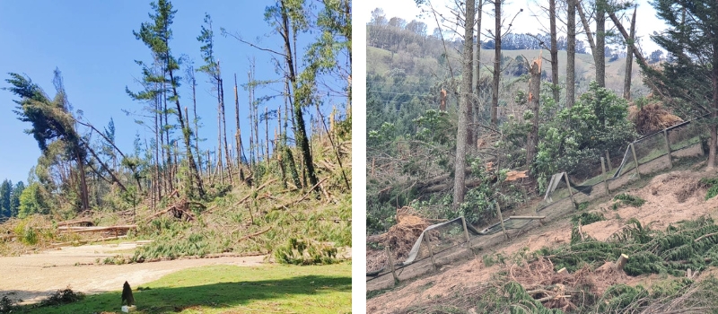 Trees down at the Crombie Lockwood Kiwi Burrow