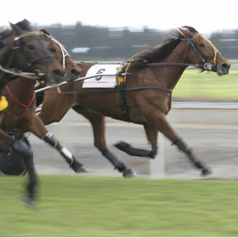 Harness Racing Trotting11