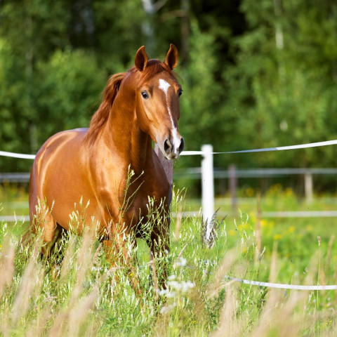 iStock 518182194 bloodstock1