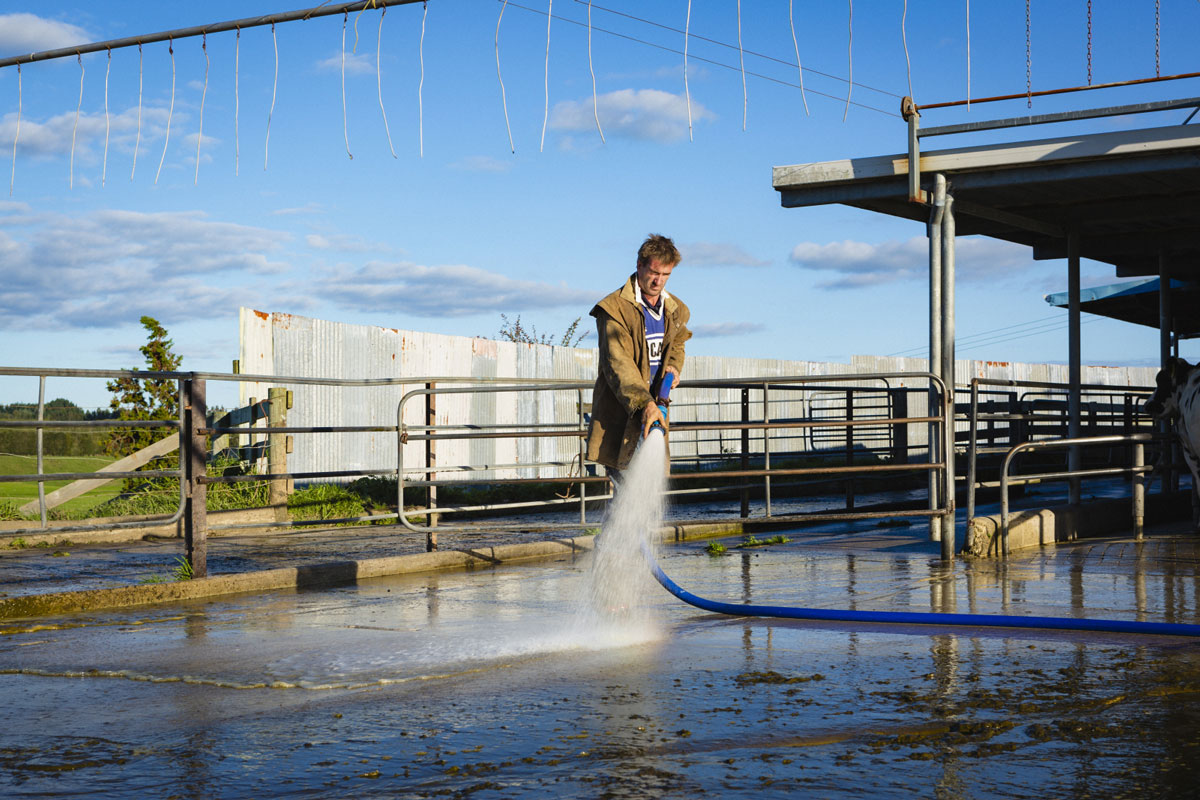 Farmer hosing down cow shed